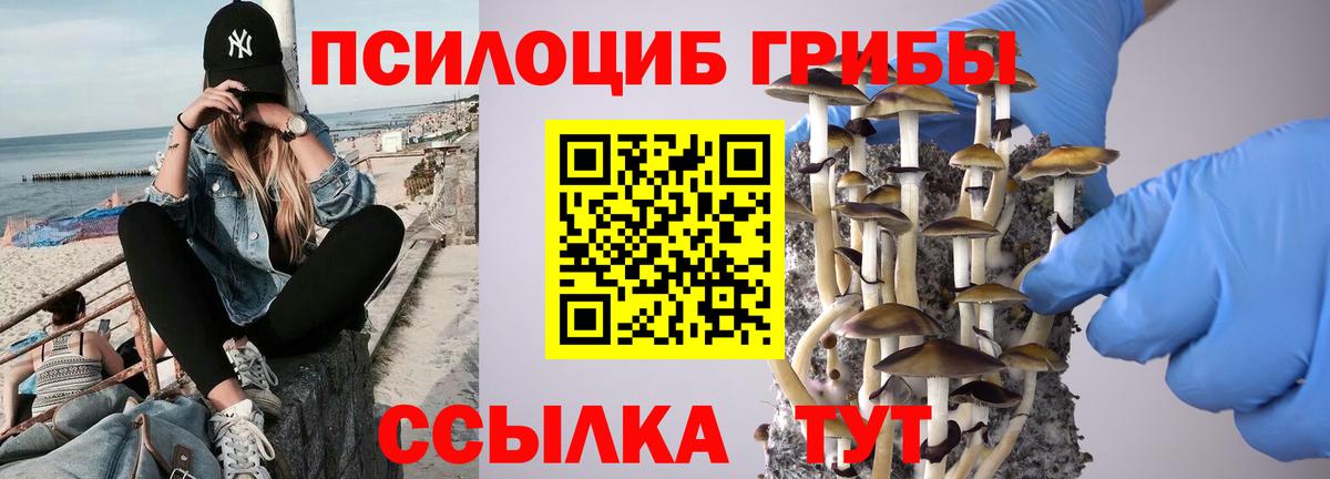 Псилоцибиновые грибы Psilocybe Томск